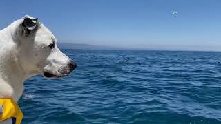 Our mascot Genghis the dog counting seabirds during a dolphin survey off Los Angeles California [upl. by Kristof]