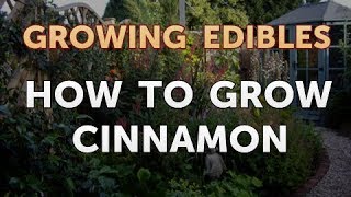 How to Grow Cinnamon [upl. by Benita]