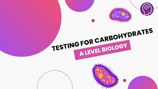 Testing for Carbohydrates  A Level Biology  OCR AQA Edexcel [upl. by Rengaw524]