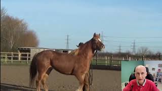 Comment gérer un cheval stressé [upl. by Ilowell]