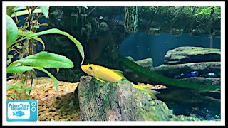 Chinese Algae Eater Species Profile [upl. by Dowdell187]