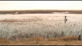 Wildfowling on the Humber [upl. by Lydnek]