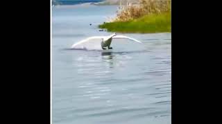 Swan Landing on Water Flare Slows down Wings Brake Feet NatureAndHeritage🐯 Birds Life Short [upl. by Hodges317]