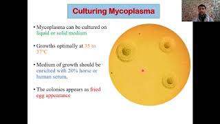 What are Mycoplasma  Classification  Pathogenesis Clinical  Complications  Diagnosis [upl. by Alejandrina489]