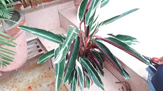 Prayer Plant  Maranta Tricolor Plant Care  How to Grow and Care Maranta  Prayer Plant [upl. by Viv]