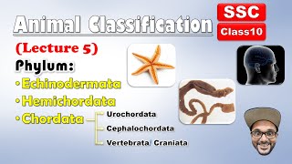 Phylum ChordataWhich animals belong [upl. by Bren269]