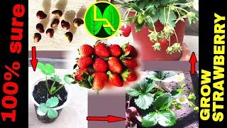 How to grow Strawberries plant from fruits at home easy steps [upl. by Avram466]