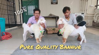 Bannur Baby Sheep for sale in Bangalore 8792651545 Frazer Town bannur [upl. by Madelin]