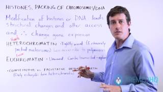 Euchromatin and Heterochromatin Constitutive vs Facultative  Chromatin Regulation [upl. by Rhu]