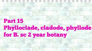 Part 15 Phylloclade cladode phyllode B sc 2 year botany [upl. by Doty616]