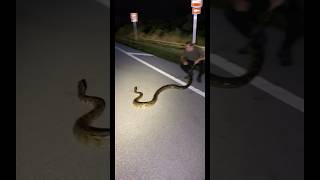 Massive Python found in Florida shorts [upl. by Atikel]