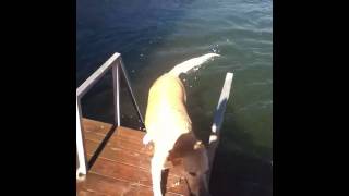 Like My Dog  Billy Currington  A day in the life of Snoop [upl. by Ettezzil]