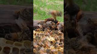 Western Honeybees Defend Their Hive Against a Giant Hornet [upl. by Warden]