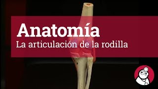 Anatomía La articulación de la rodilla [upl. by Sair]