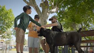 Huge Black BOERBOEL Makes Impact [upl. by Acinat]