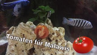 Malawisee Cichliden 2016 Bio Tomaten für Malawis Malawi Mbuna Cichlid [upl. by Ettelrahc]