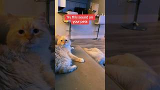 It works every time 😂 hummingbird snoring kittens cats puppies dogs goldenretriever [upl. by Tomkin]