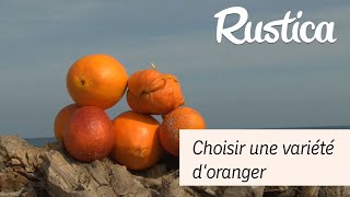 Quelle variété dorange choisir [upl. by Aeynod]