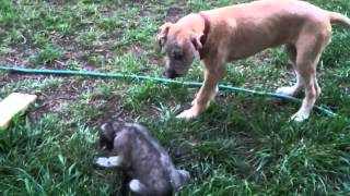 Irish Wolfhound puppies playing [upl. by Arbba]