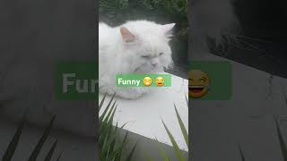 funny comedy fun fun  jokes  yt short  trending now  cat  animal  babu  catchy [upl. by Ocsinarf]