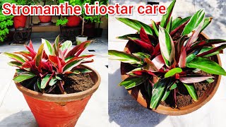 Stromanthe triostar plant care indoor plant की देखभाल maranta plant care houseplant care tips [upl. by Aciemaj]