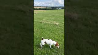 Terrier sheep dogs [upl. by Giannini]