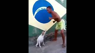 Perrito bailando canción de el niño que hace como perro  1 hora [upl. by Tik]