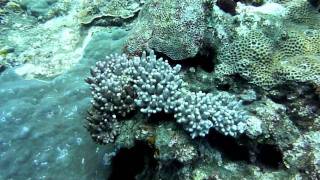 Magic Corals in SavuSavu Fiji [upl. by Vange]