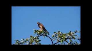 Tiere im Garten  von der Biene bis zum Turmfalken [upl. by Bald]