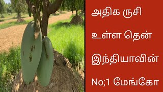 அதிக ருசி உள்ள தென் இந்தியாவின் இமாம்பசந்த் மேங்கோ  Himam Pasanth Mango Fruit Plant [upl. by Giulia448]