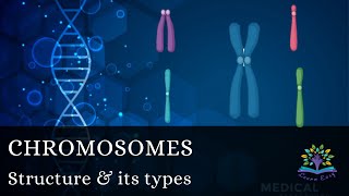 Chromosome structure Telocentric Acrocentric  Metacentric  Submetacentric  Haploid  Diploid [upl. by Iow]