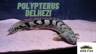 Polypterus Profile  DelheziBanded Bichir Ikan Palmas Delhezi [upl. by Nylorahs201]