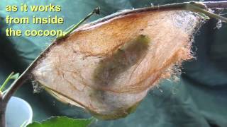 Cecropia Cocoon Spinning Activity [upl. by Anuqahs363]