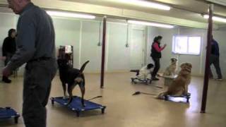 Remote Collar Training Basic Dog Obedience [upl. by Sewoll]