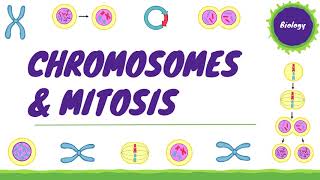 Chromosomes amp Mitosis Cell Division  Cell Biology 3 AQA GCSE Biology [upl. by La Verne]