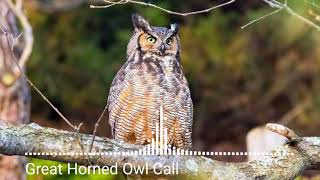 Animal sounds Great Horned Owl Call [upl. by Eimareg]