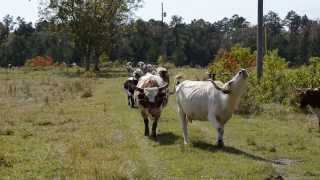 Pineywoods cattle called in [upl. by Artina589]