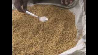 Paddy Seed Treatment [upl. by Danais]