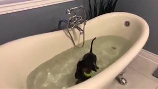 Crusoe the Dachshund Takes a Bath Facebook Live Video [upl. by Marchak856]