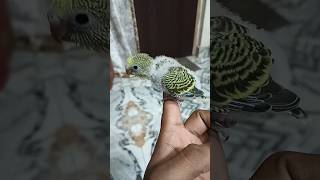 17 days old baby Budgies budgies youtubeshorts shorts [upl. by Slater]