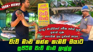 Amazing Freshwater Fish Market In Sri Lanka 🇱🇰 [upl. by Mages45]