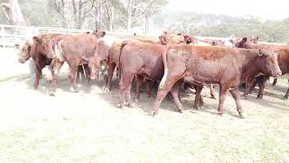 AuctionsPlus Friday 13th September AC Stockyard Pastoral Pty Ltd [upl. by Macpherson]