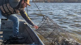 Catching Winter Channel Catfish in Wire Nets using Cheese Blocks for Bait YOUNG BLOOD [upl. by Florencia]