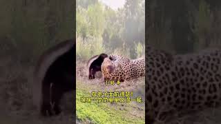 Leopard captures flatheaded tiger Xiaoluges funny video [upl. by Riggins]