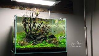 My best Aquascaping Contest result ever Final update 60x50x40cm IAPLC 2019 Aquarium [upl. by Hynes]