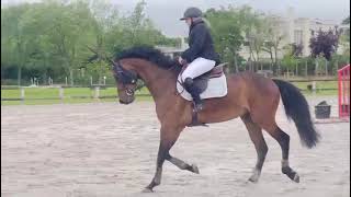 Cheval à vendre  quotPlayboyquot hongre bai de 4 ans  equirodicom [upl. by Talanian]