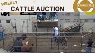 522024  Producers Livestock Auction Company  Cattle Auction [upl. by Ronoel]