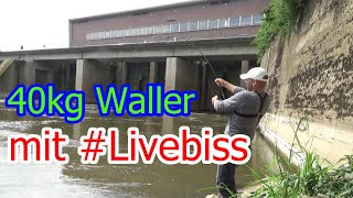 40 kg Waller beim jiggen auf Zander mit LIVEBISS  Angeln auf Raubfisch [upl. by Kingdon]