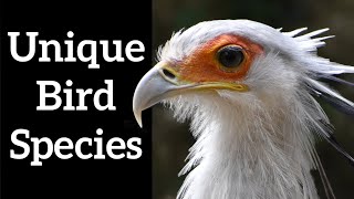 Unique Bird Species  Monotypic Birds [upl. by Aohk]