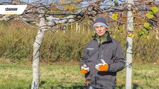 Errori comuni  potatura del kiwi  guida con consigli per la potatura [upl. by Yzzo]